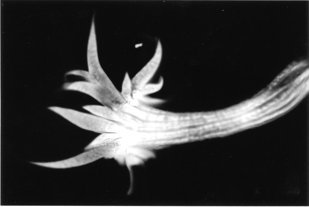 Aiptasia01-10x15